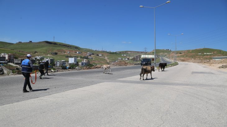 Belediyemiz ilçedeki Başıboş İnekleri Toplamaya Başladı.